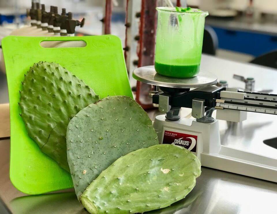 This Non-toxic Compostable Plastic Is Made From Cactus Juice